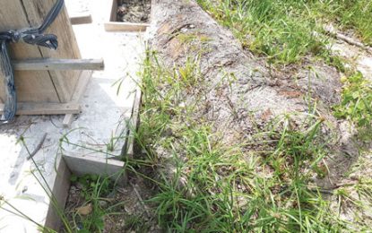 $30.1M Supply Health Centre…Contractor casts  tree stump in  floor of building