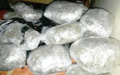 Driver flees accident scene, leaves 47 lbs ganja behind