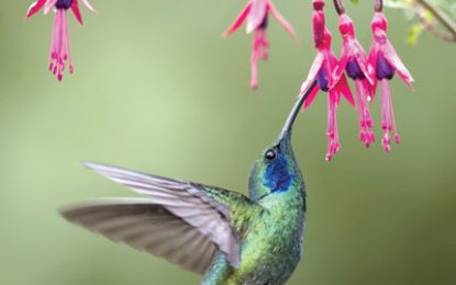 Green violetear (Colibri thalassinus)