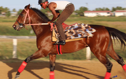 Jumbo Jet Thoroughbred Racing Committee… Race of Champions 2018 set for P/M turf club Dec 2