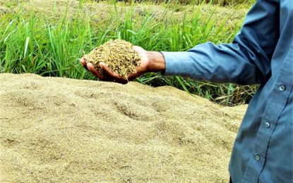 Despite crop losses, GRDB boasts of impressive harvest