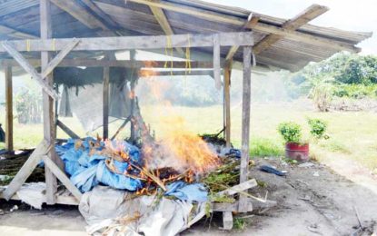 Five acres ganja destroyed in Berbice