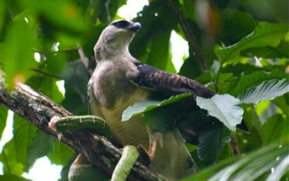 Interesting Creatures…  Crested eagle [Morphnus guianensis]