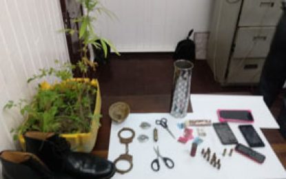Industry resident found with police badges, ammo, and ganja arrested