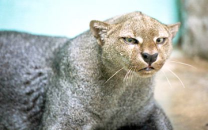 Jaguarundi (Herpailurus yagouaroundi)