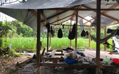 Almost 20,000 ganja plants destroyed in Berbice River raid