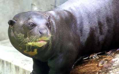 The Giant Otter [Pteronura brasiliensis]