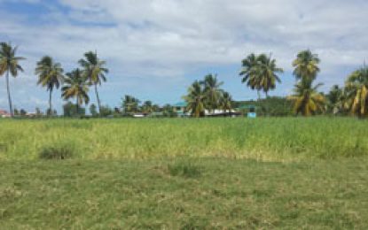 Decomposed body farmer, 55, found in abandoned rice field