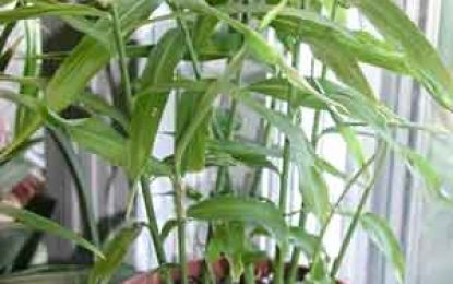 Kitchen Garden Tips…Growing Ginger