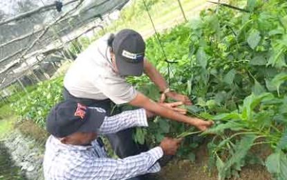 Farmers reaping benefits of shaded agriculture