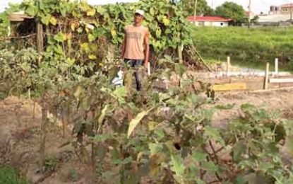 From the garden to the pot…Lallbachan’s love of planting keeps him healthy and is an income earner
