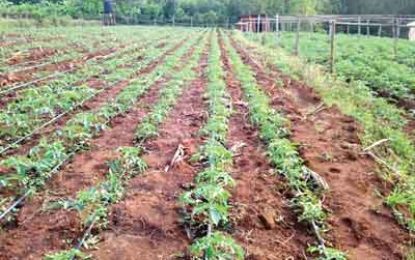 NARI’s kitchen garden tips… The importance of drainage, irrigation and soil