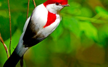 Araripe manakin (Antilophia bokermanni)
