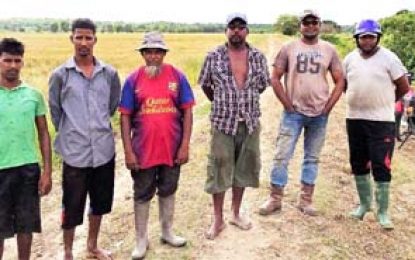 GRDB urges farmers’ collaboration to battle paddy bug