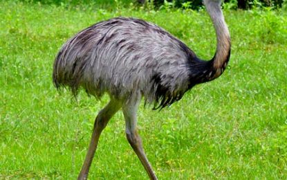 The Rhea