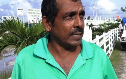 45% of E’bo rice crop affected by paddy bug