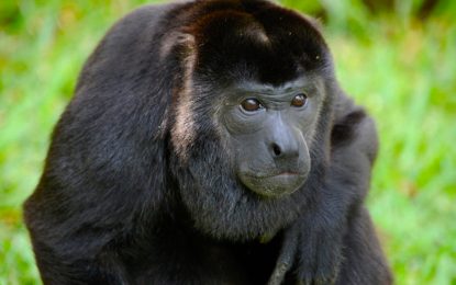 The Mantled howler (Alouatta palliata)