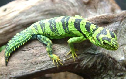 The Tropical or Amazon thornytail iguana – Uracentron flaviceps