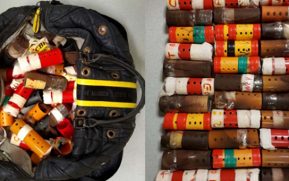 Guyanese man arrested at JFK with 34 birds in hair curlers