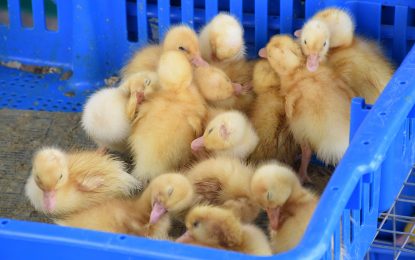 Safe to consume all poultry meat- Agri Ministry