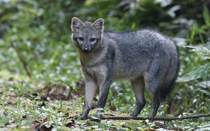 The Short-eared dog (Atelocynus microtis)