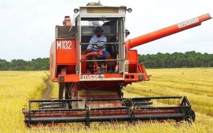 Burma Village: a once booming rice sector, now reduced to ruins