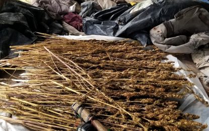 Police in another major drug eradication exercise