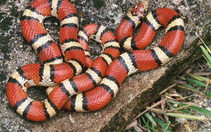 Milk Snake [Lampropeltis triangulum]