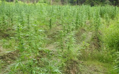 Police continue to take fight to Berbice drug dealers