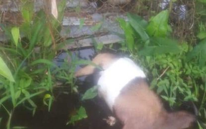 Mocha residents worried about electrified fence