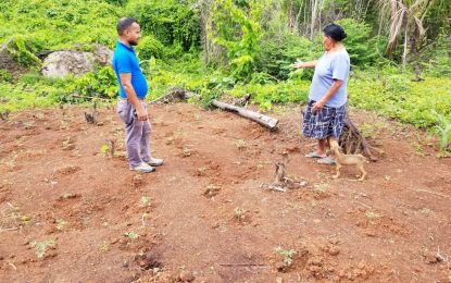 Tomato production expanding in Region Eight