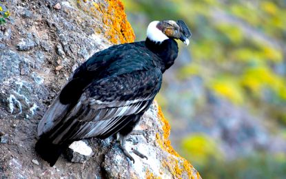 Andean Condor (Vultur gryphus)
