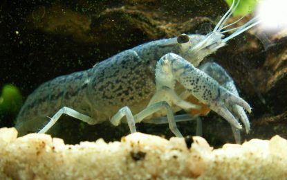 Crayfish