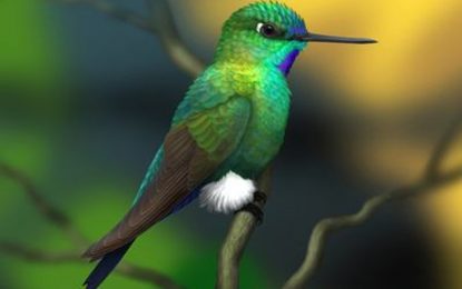 Turquoise-throated puffleg (Eriocnemis godini)