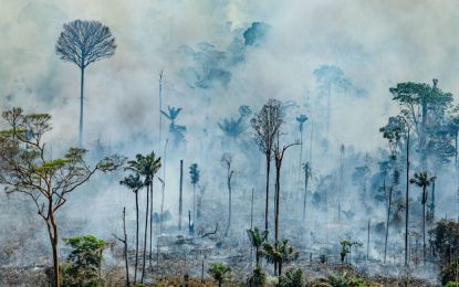 Amazon fires will likely impact Rupununi’s animals, fishes – Energy Dept.