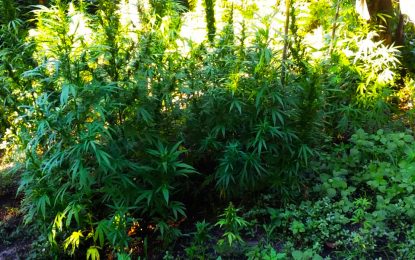Police destroy about 300 plants at Whim ganja farm