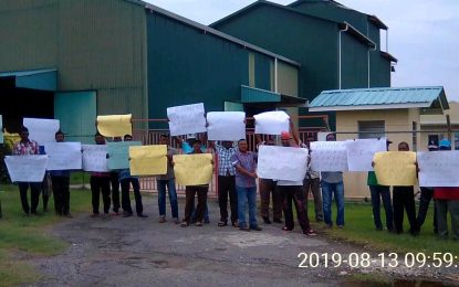Corentyne farmers protest for aerial spraying to fix paddy bug situation