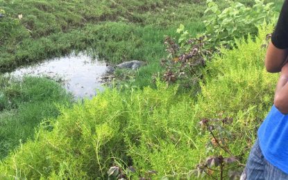 Watchman found dead in trench near Adventure gas station