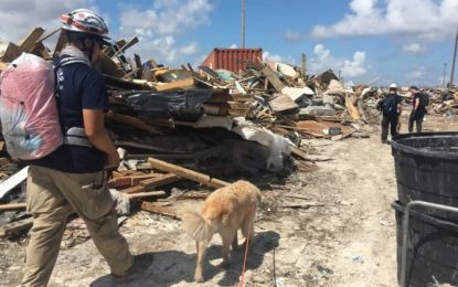 GTT sets up text system for Bahamas hurricane victims
