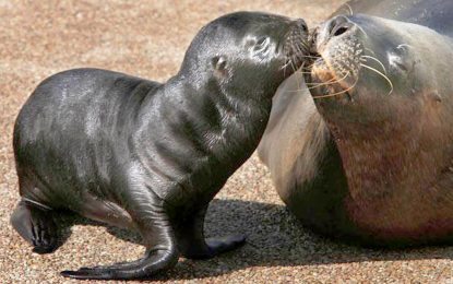 South American sea lion (Otaria flavescens)