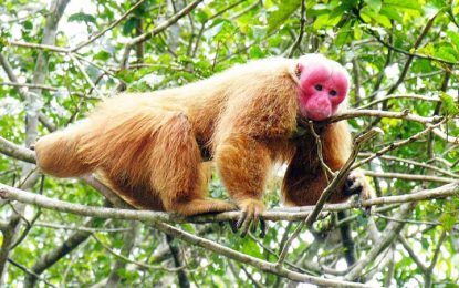 The Bald Uakari (Cacajao calvus)