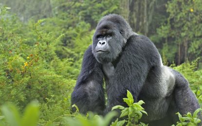 Bribery scandal forces UK oil firm to abandon Congo oil block