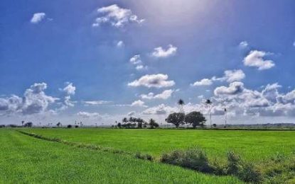Grasshoppers, other pests invading rice farms in large numbers – stringent monitoring recommended