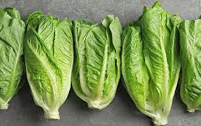Authorities block importation of Romaine Lettuce over E.coli threat