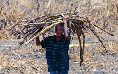 Smaller-sized GuySuCo braces for major shortfall this year