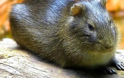 The Brazilian guinea pig (Cavia aperea)