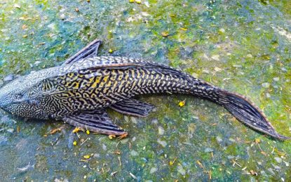 The Janitor Fish (Pterygoplichthys)