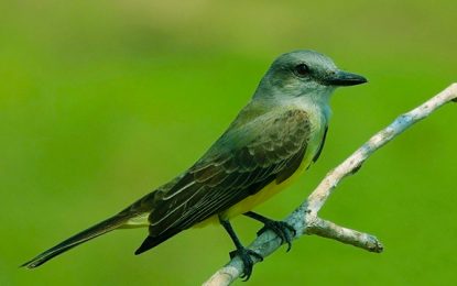 Tropical kingbird (Tyrannus melancholicus)