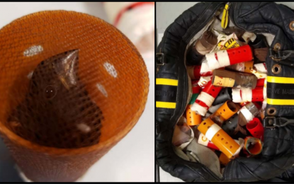 Janitor changes tune, admits to smuggling 34 songbirds from Guyana