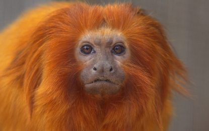 Interesting Creatures….  Golden Lion Tamarin (Leontopithecus rosalia)